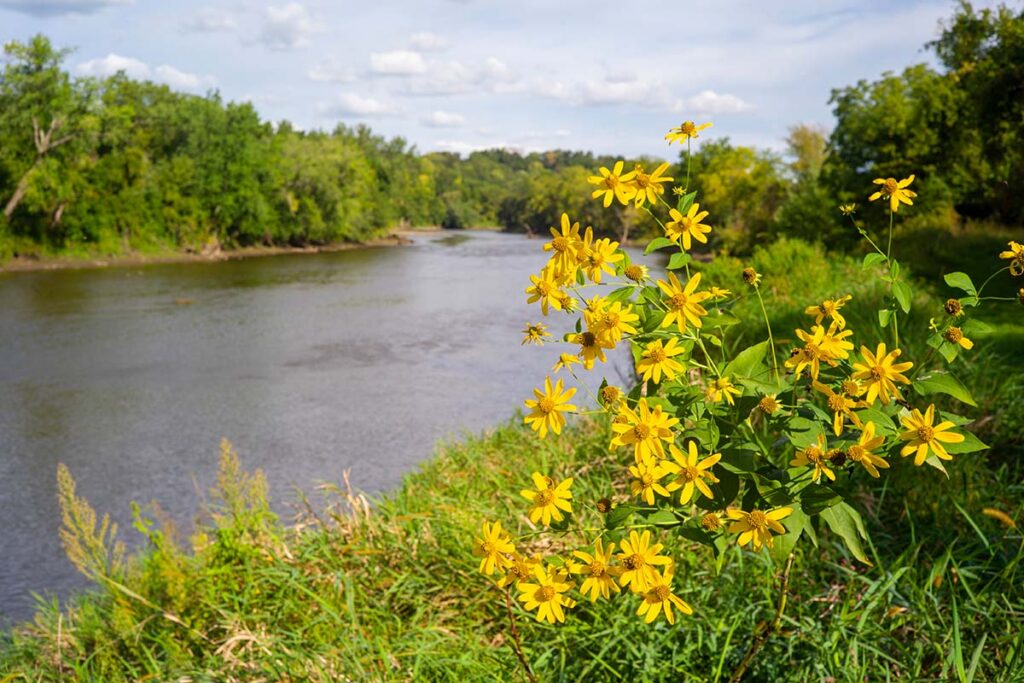 Yellow flowers in the forground with a winding river lined with trees in the background