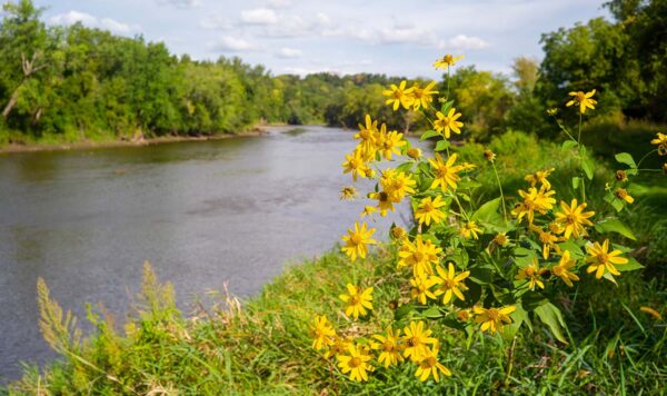 Yellow flowers in the forground with a winding river lined with trees in the background