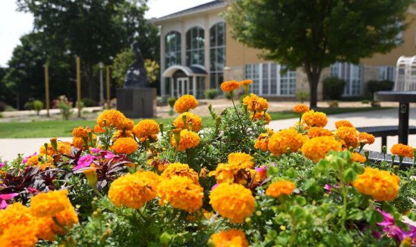 A foreground full of blooming orange merigolds in front of a limestone academic building