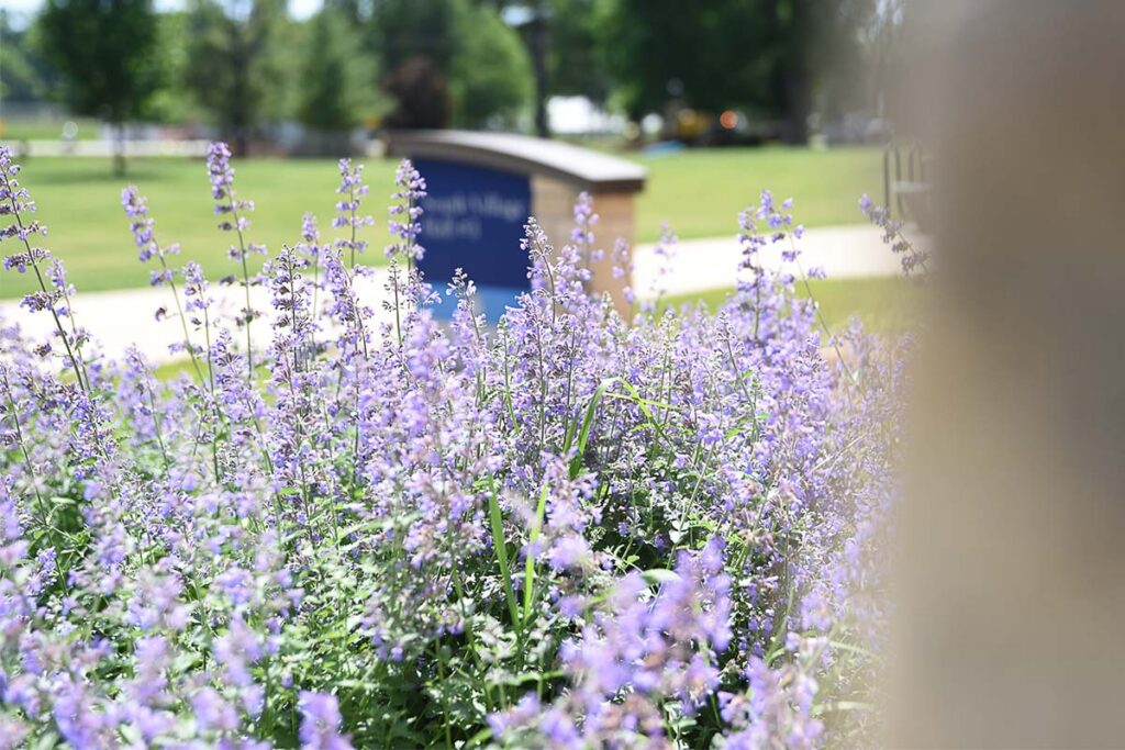 A large patch of purple flowers in the foreground with a sidewalk and large sign in the background