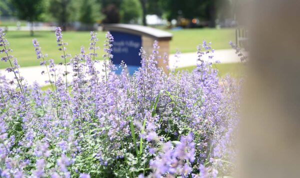 A large patch of purple flowers in the foreground with a sidewalk and large sign in the background