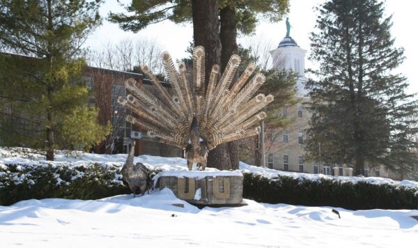 Peacock sculpture with its tail feathers fanned wide, standing on a stone base engraved “UIU,” surrounded by snow-covered trees and campus buildings in winter.
